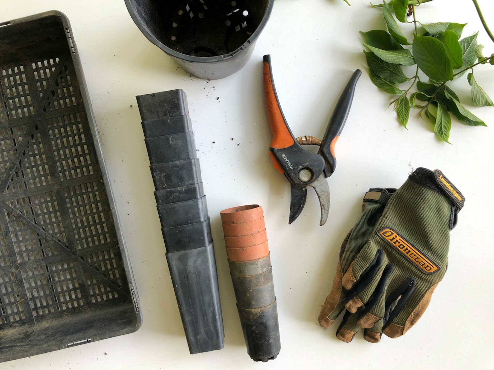 Bij zomerse hitte krijgen zelfs de sterkste planten in de tuin het lastig. Hoe red je ze van uitdroging?