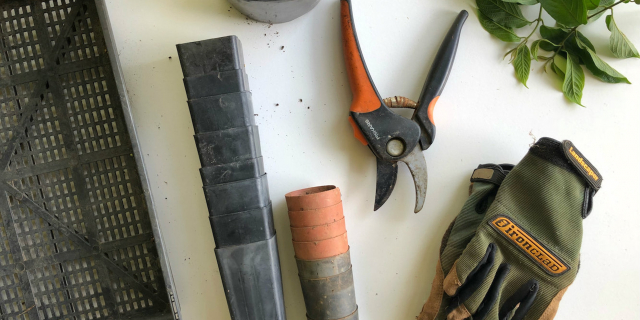 Bij zomerse hitte krijgen zelfs de sterkste planten in de tuin het lastig. Hoe red je ze van uitdroging?
